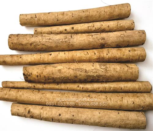 Củ ngưu bàng tươi Hữu Cơ (Hết hàng)