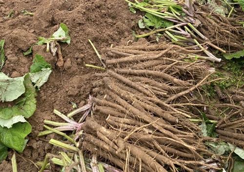 Củ ngưu bàng tươi Hữu Cơ (Hết hàng)