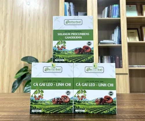 Cao khô hòa tan Cà gai leo Linh chi