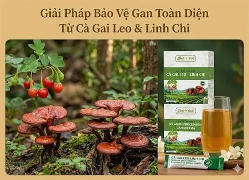 Cao khô Cà gai leo - Linh chi: Giải pháp bảo vệ gan toàn diện