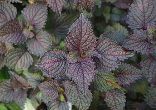 Hoạt chất Luteolin trong tía tô là gì? “Vệ sĩ” kháng viêm, giảm dị ứng và hỗ trợ điều trị Gout