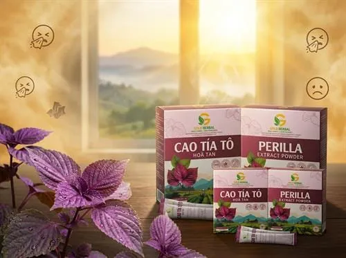 Khổ sở vì viêm mũi dị ứng giao mùa? Giải pháp an toàn từ cao tía tô