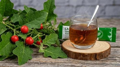 Cà Gai Leo - Linh Chi: Bí quyết để gan khỏe mạnh, cuộc sống tươi trẻ!