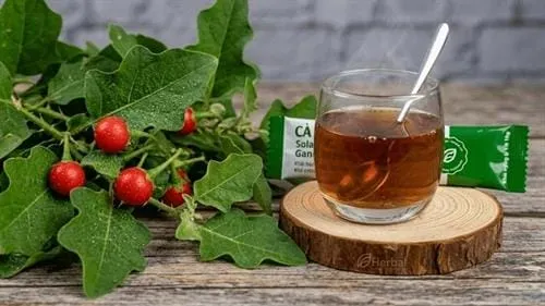 Cà Gai Leo - Linh Chi: Bí quyết để gan khỏe mạnh, cuộc sống tươi trẻ!