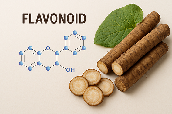 Công Dụng Của Chất Flavonoid Trong Củ Ngưu Bàng